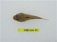 藏品(雙鰭喉褶(魚銜))的圖片